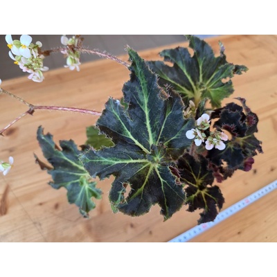PlantBros flower Begonia heracleifolia (Begónia hviezdicovitá)