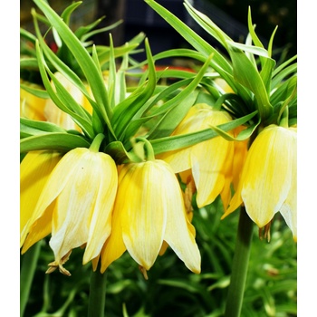 Korunkovka kráľovská Lutea - Fritillaria Imperialis Lutea Maxima - cibuľoviny - 1 ks