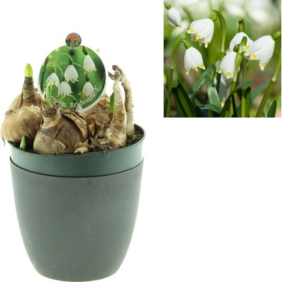 Bledule jarní květináč 12cm – Zboží Dáma