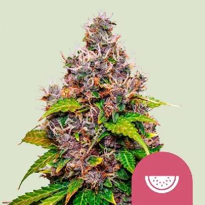 Royal Queen Seeds Watermelon semena neobsahují THC 3 ks