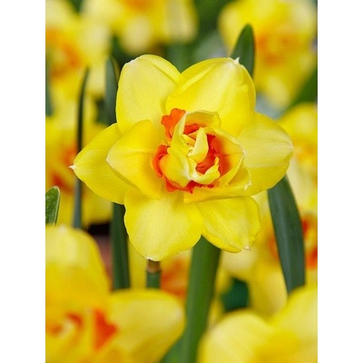 Narcis Tahiti Narcissus cibule narcisu 3 ks