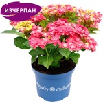 Royalty Collection® Feather Pink Royalty Collection® Хортензия macrophylla