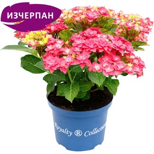Royalty Collection® Feather Pink Royalty Collection® Хортензия macrophylla