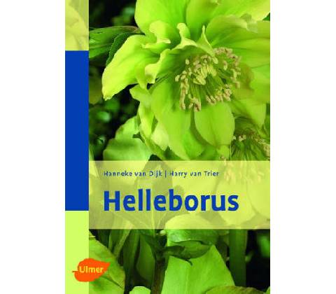 Helleborus