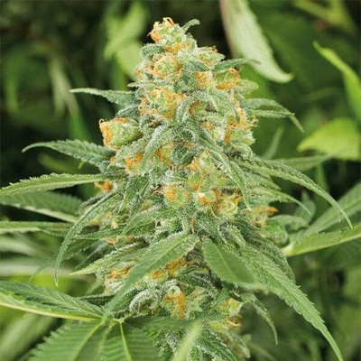 Humboldt Seed Organization Green Crack 2.0 semena neobsahují THC 5 ks