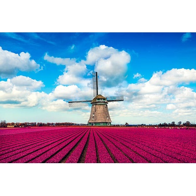 Plakát, Obraz - Colorful Tulip Fields in front of, AleksandarGeorgiev, 40 × 26.7 cm
