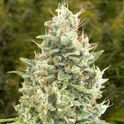 High Speed Buds Gorilla Zkittlez AUTO semena neobsahují THC 3 ks