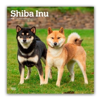 Browntrout Verlags GmbH Shiba Inu - Shiba 2026 - 16-Monatskalender