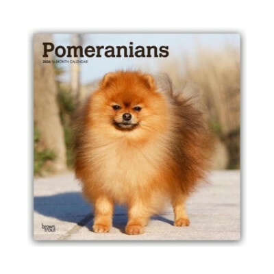 Pomeranians Spitz 16-Monats 2026