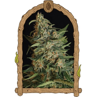 Exotic Seeds Green Gummy semena neobsahují THC 3 ks
