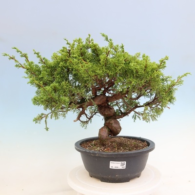 e-bonsai Venkovní bonsai - Juniperus chinensis Itoigawa-Jalovec čínský