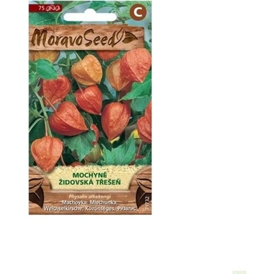 Semínka MoravoSeed Mochyně - Židovská třešeň, oranžová 71732