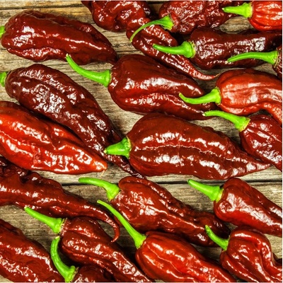 Chilli Bhut Jolokia hnedé - Capsicum Chinense - semená chilli - 5 ks