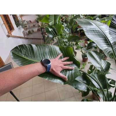 PlantBros flower Strelitzia Nicolai 190cm