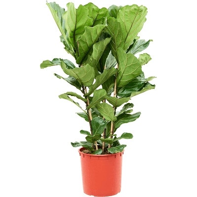 Ficus lyrata 34x120 cm