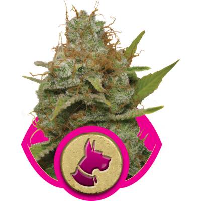 Royal Queen Seeds Kali Dog semena neobsahují THC 100 ks