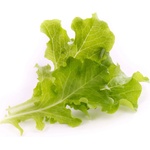 VÉritable (Франция) Пълнител (лингот) Oakleaf Lettuce Organic за настолна градина Véritable® - маруля дъбов лист (VLIN-L5-Lai019)