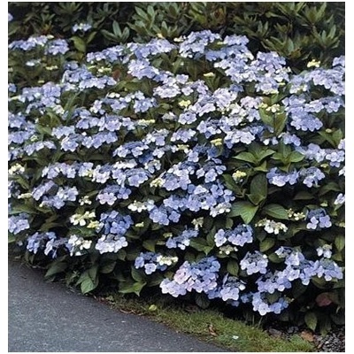 Hydrangea serrata 'Bluebird' 20-30 C2L