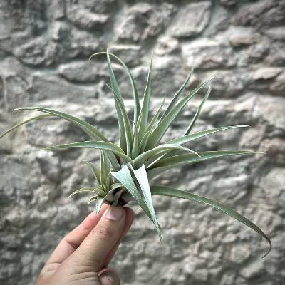 Tillandsia capitata peach green