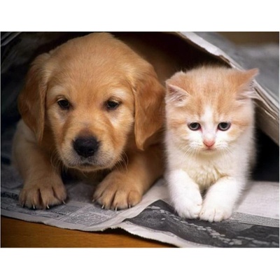 Vikpap 40 x 30 cm Nejlepší přátelé – Zboží Mobilmania