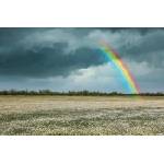 DIMEX ART Флизелинов фототапет дъга над поле с лайка 375 x 250 см