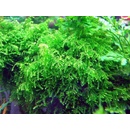 Akvarijní rostliny Vesicularia ferriei - Weeping Moss