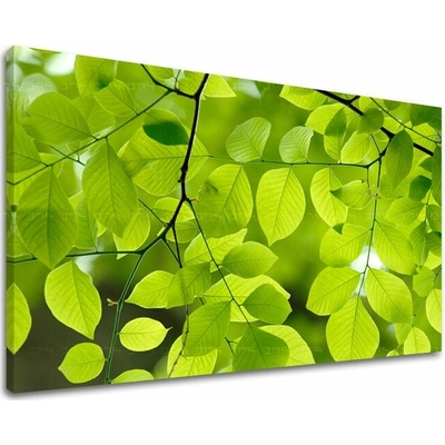 Papilora Obraz na stěnu ROSTLINY - 60x90 cm