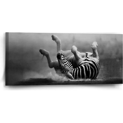 Sablio Obraz Válející se zebra - 110x50 cm