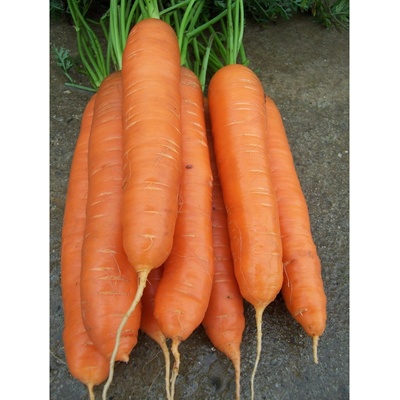 Mrkva neskorá Cidera - Daucus carota - semiačka - 800 ks