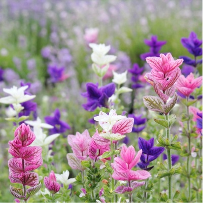 BIO Šalvěj zahradní - Salvia viridis - bio semena šalvěje - 30 ks