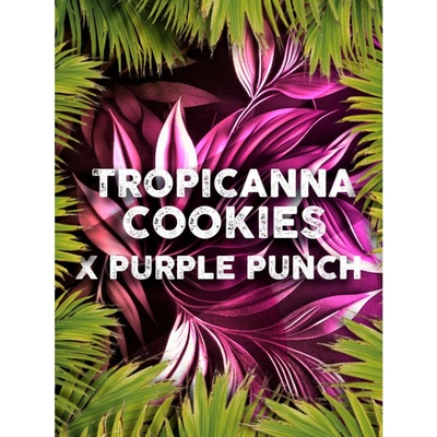 Tramuntana Seeds Tropicanna Cookies x Purple Punch semienka neobsahujú THC 3 ks