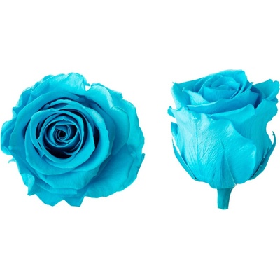 Hlavy růží - standard 6 ks Bright turquoise - zářivě tyrkysová