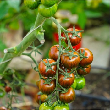 Paradajka Tigrino - Solanum lycopersicum - semená paradajky - 25 ks