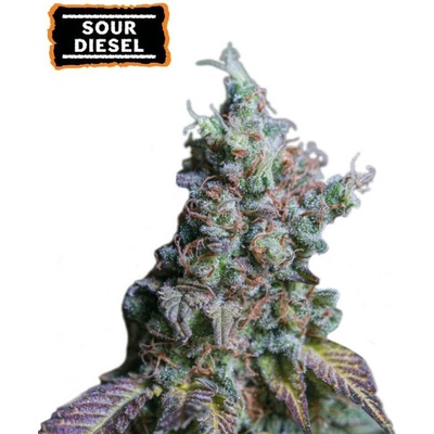 Seedstockers Sour Diesel AUTO semena neobsahují THC 3 ks