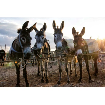 DIMEX ART s. r. o Флизелинов фототапет ферма за магарета 375 x 250 см