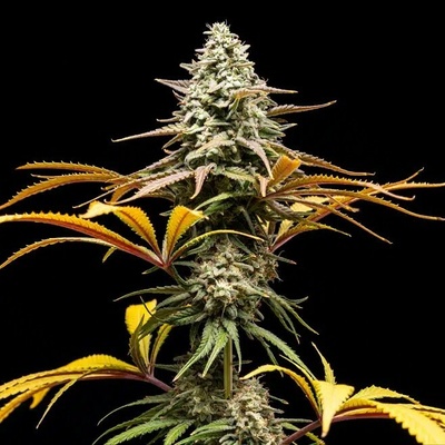 World Breeders Crunch semienka neobsahujú THC 10 ks