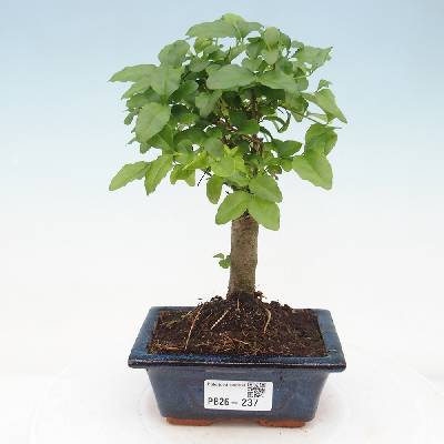 pokojov bonsai - Heureka.cz