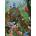 Cobble Hill - Puzzle Birds of the Forest - 1 000 piese
