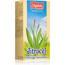 Apotheke Jitrocel čaj 20 x 1,5 g