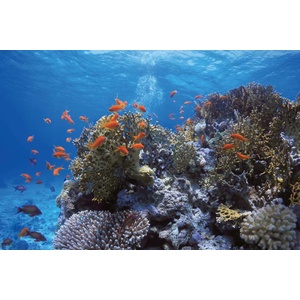 DIMEX ART Флизелинов фототапет пасаж червени риби 375 x 250 см