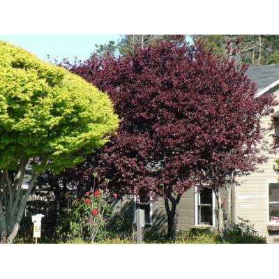 Okrasná slivka (Prunus × cistena) - výška 150-170 cm, kont. C25L - NA KMIENKU