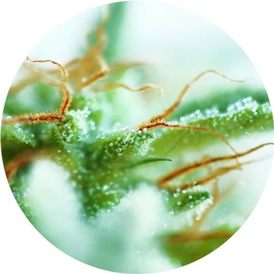 Top Tao Seeds Sativa Mix regular semienka neobsahujú THC 6 ks