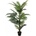 Palma Areca, 150 cm