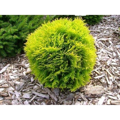 Thuja occ. 'Danica Aurea 20-30 C2L