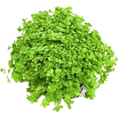 Hemianthus callitrichoides Cuba – Hledejceny.cz