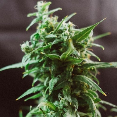 Doctors Choice Ogre Auto semienka neobsahujú THC 10 ks