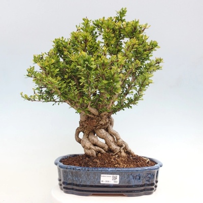 e-bonsai Venkovní bonsai - Berberis coreana - Dřištál korejský