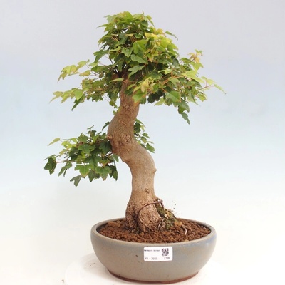 e-bonsai Venkovní bonsai - Acer Buergerianum - Javor Burgerův