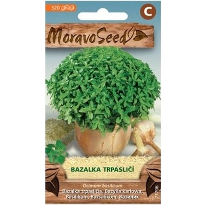 Semínka MoravoSeed Bazalka pravá trpasličí 71706