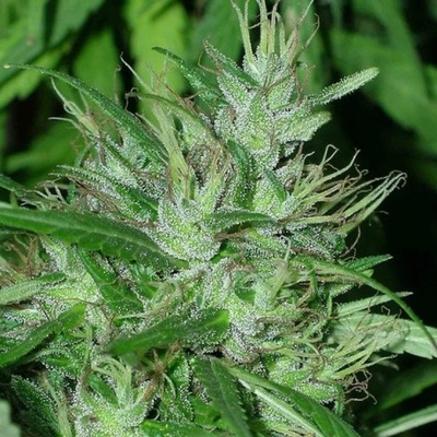 Ace Seeds Congo regular semena neobsahují THC 5 ks